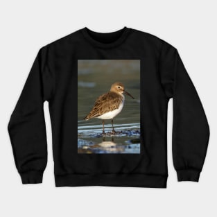 Dunlin Shorebird Crewneck Sweatshirt